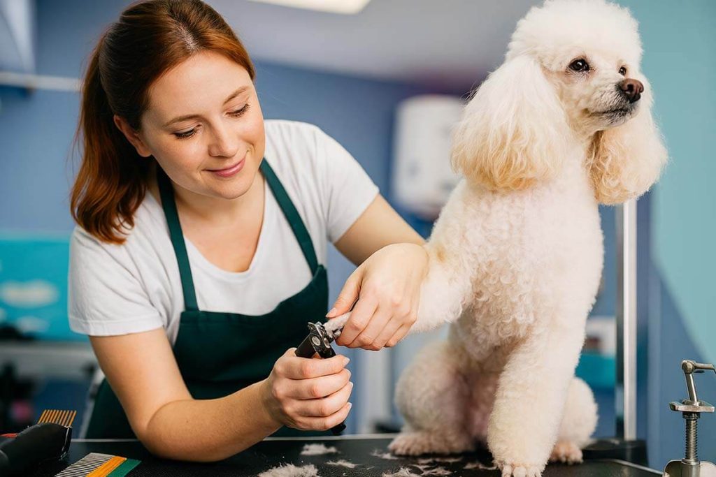top-dog-groomers-sydney-nsw